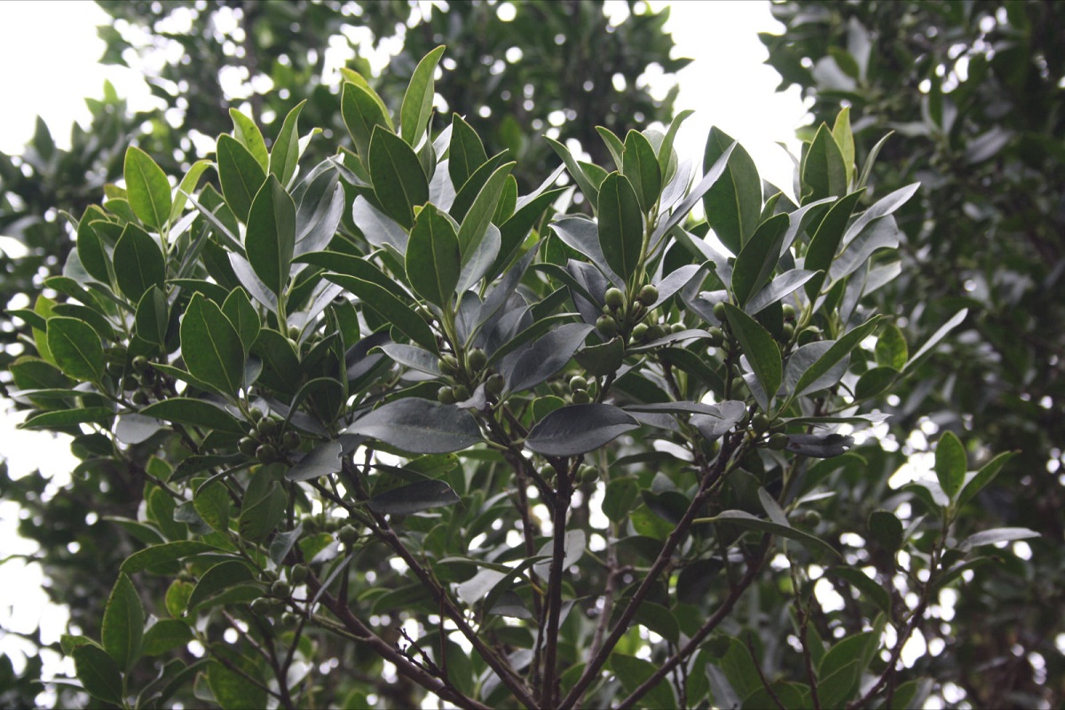 arbol o arbusto con frutos