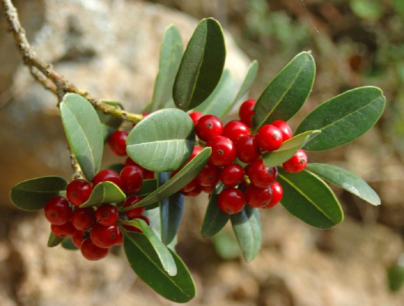 Ramas de acebiño (Ilex canariensis) con hojas coriáceas de margen entero