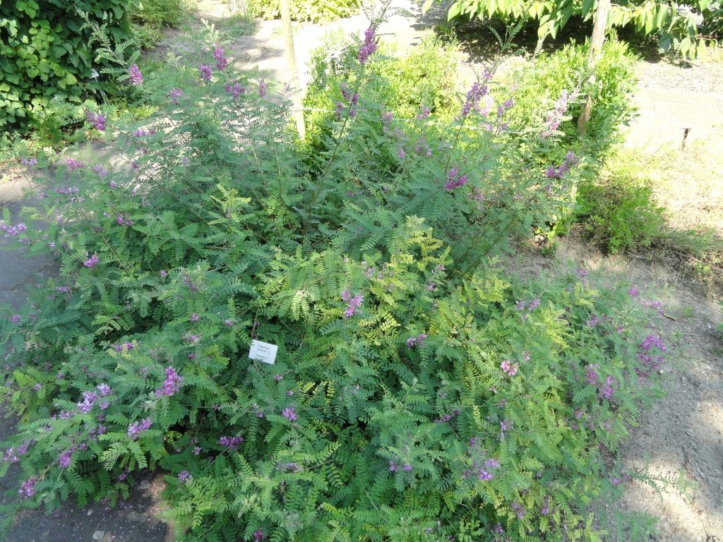 Vista de la planta Indigofera tinctoria