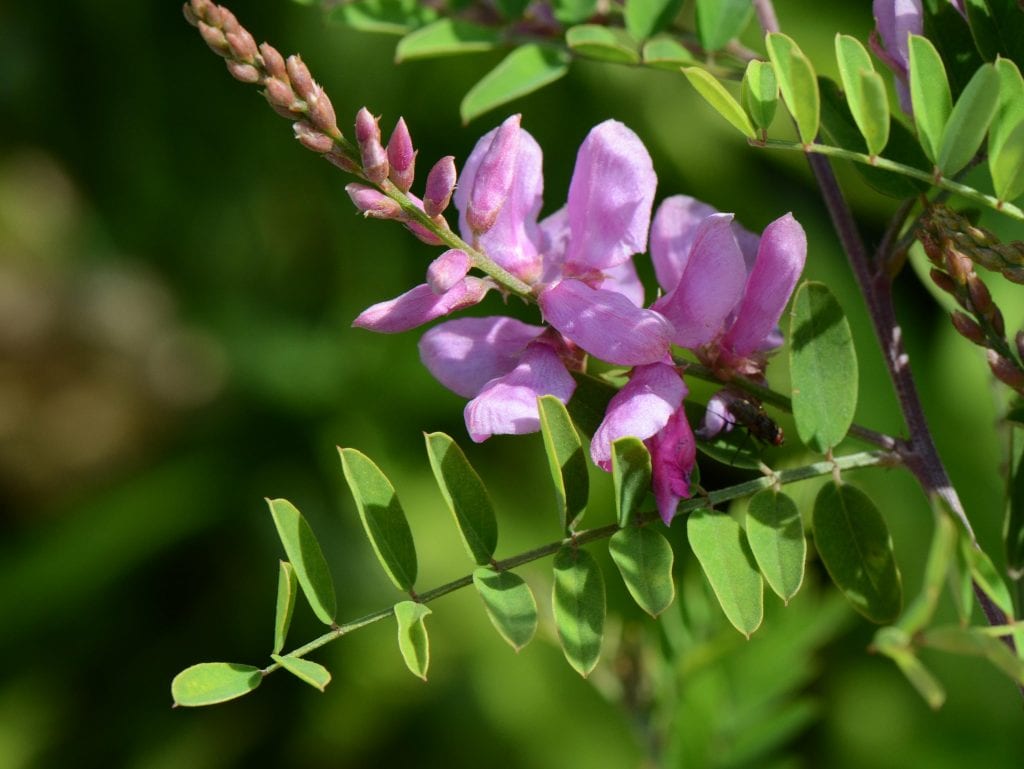 Indigofera tinctoria: cultivo del añil paso a paso