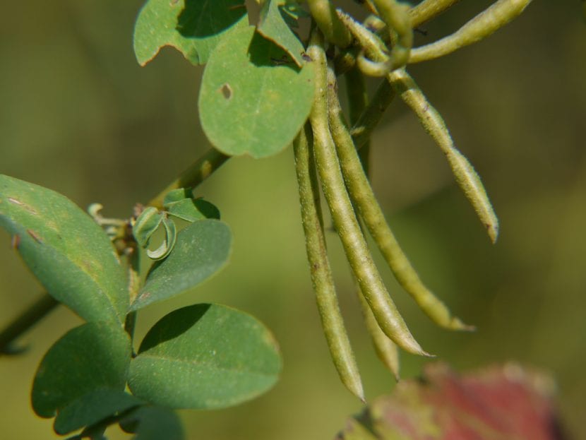 Vainas curvadas y semillas de Indigofera tinctoria