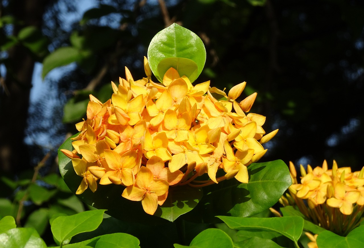 La Ixora es una planta perennifolia