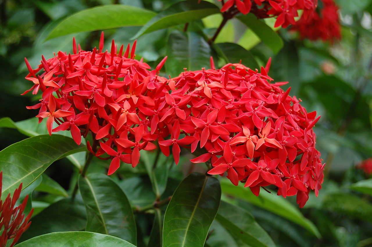 La Ixora casei es un arbusto tropical