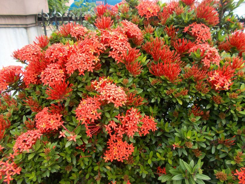 Inflorescencia roja de Ixora coccinea