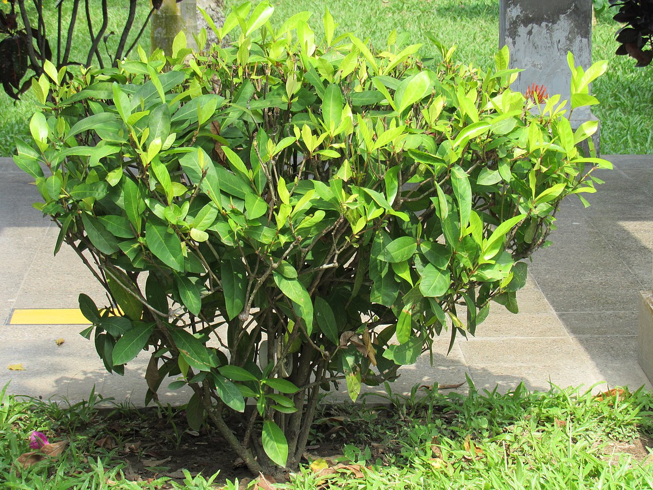 La Ixora se puede tener como seto