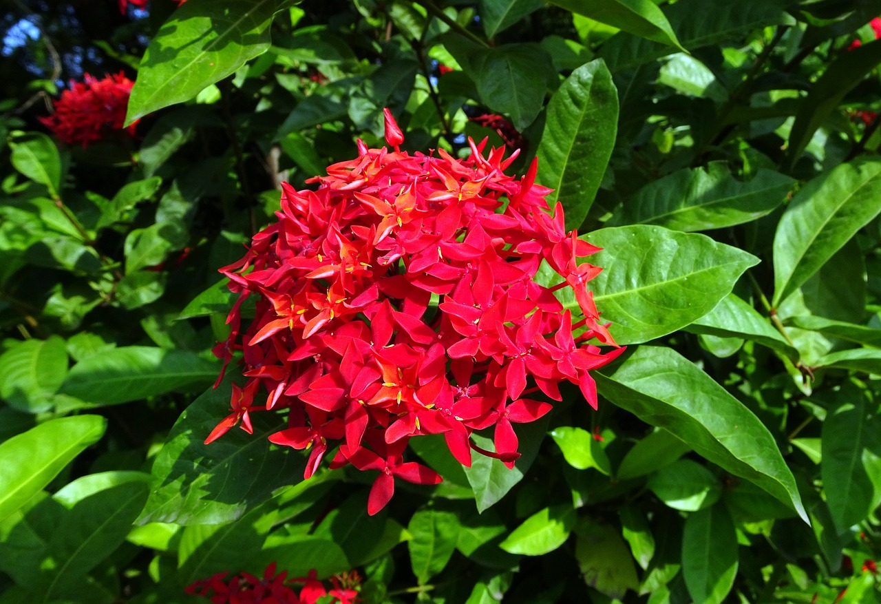 La Ixora es una planta de flor muy bonita