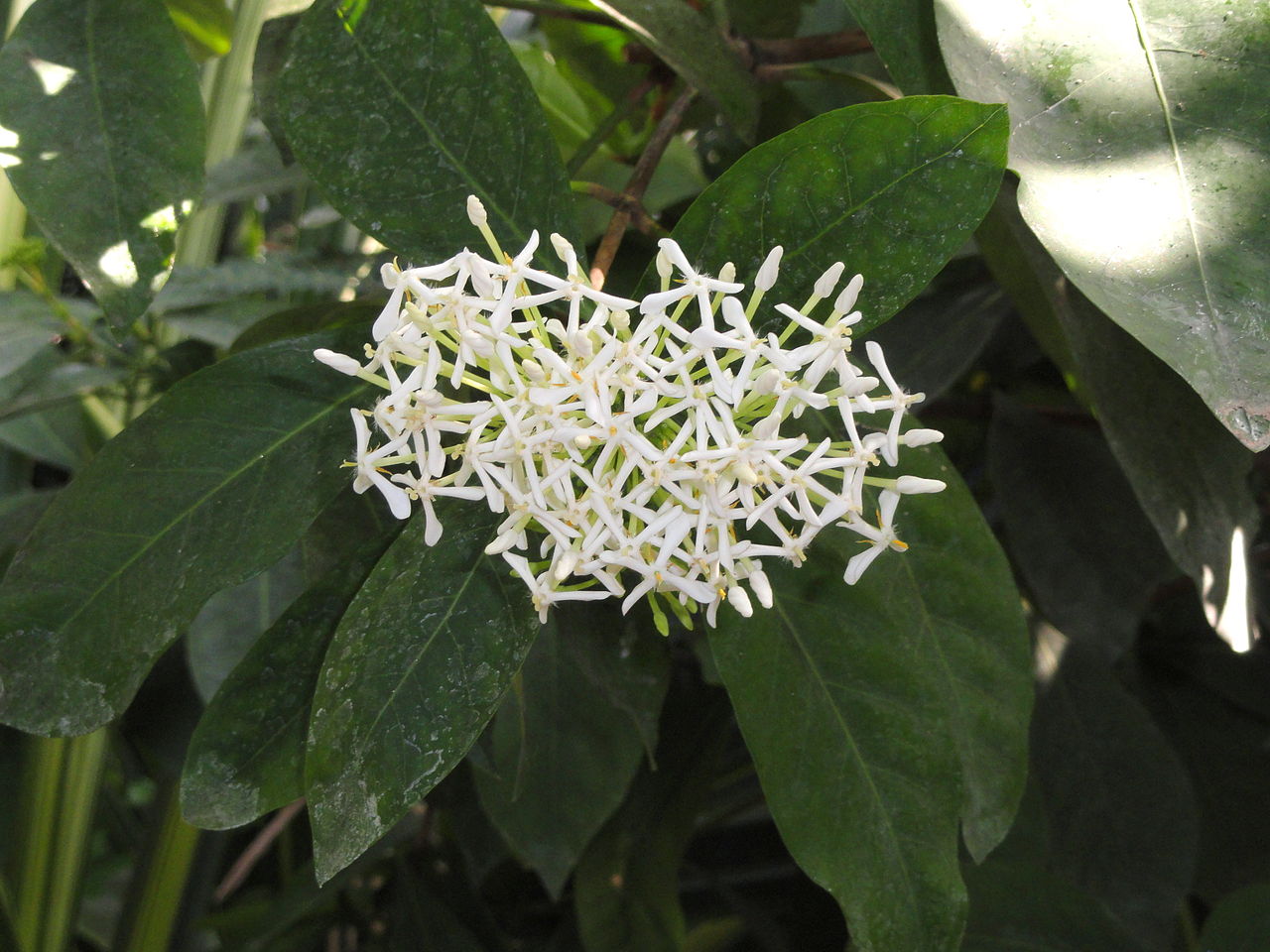 Vista de la Ixora finlaysoniana
