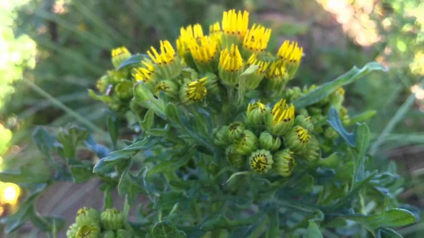 arbusto llamado Jacobaea vulgaris