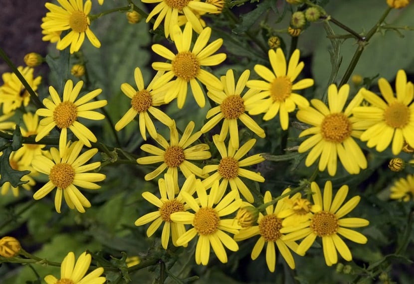 Jacobaea vulgaris: hierba de Santiago, toxicidad y control