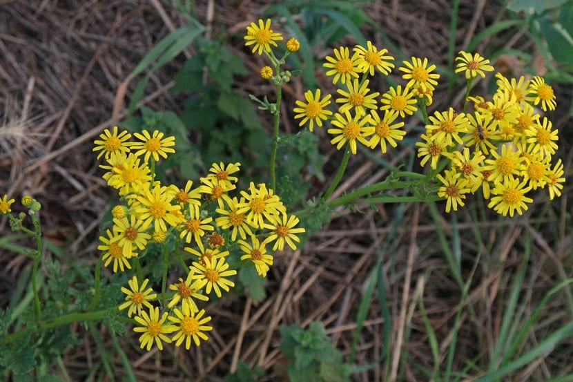 hierba silvestre con flores de color amarillo