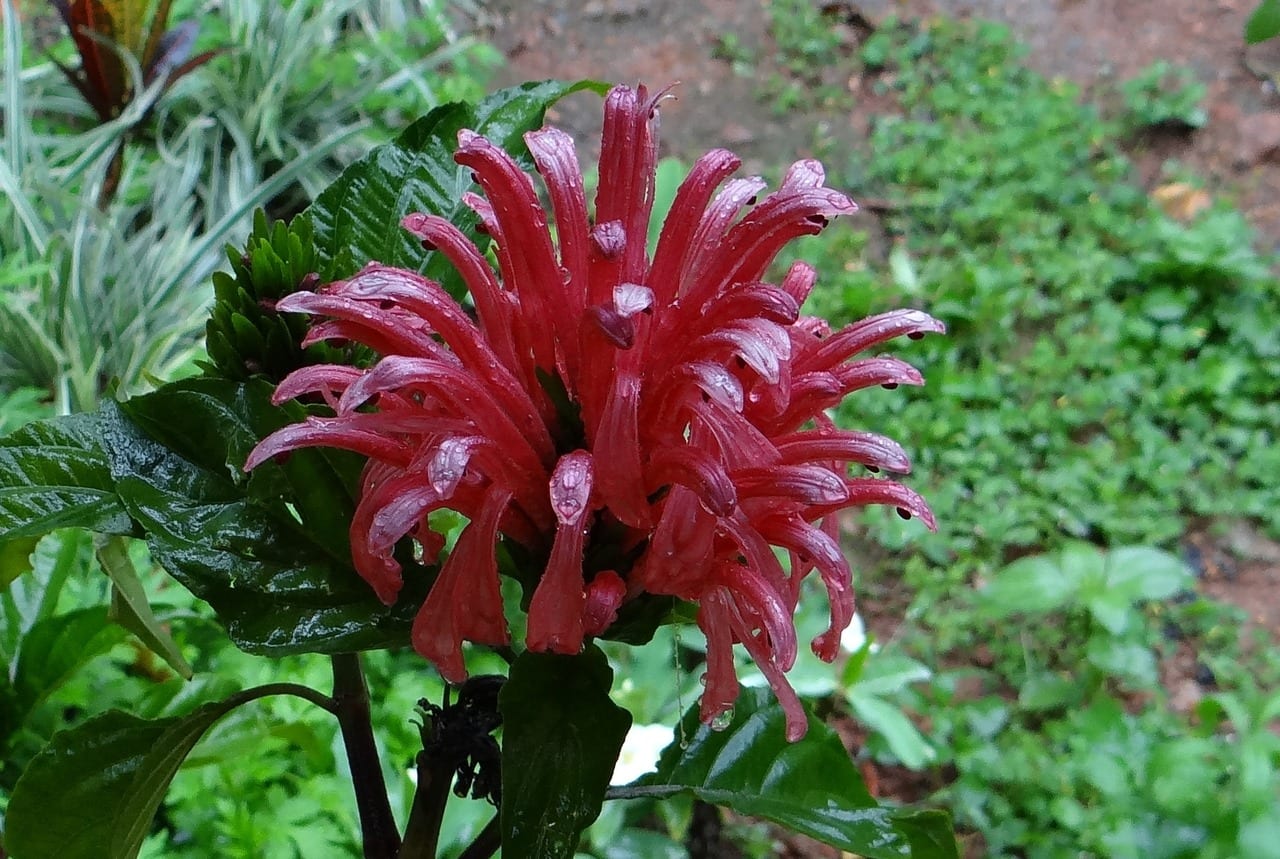 Jacobina (Justicia carnea): cultivo, poda y cuidados