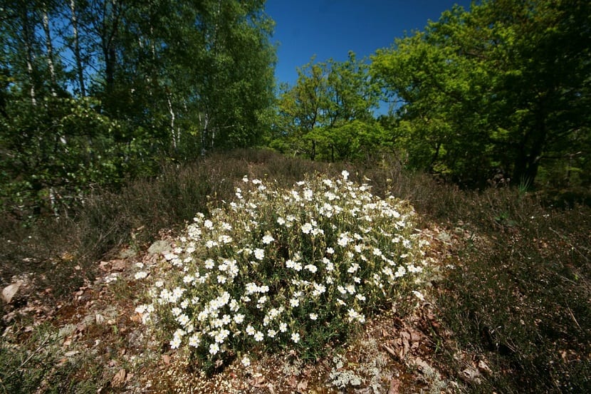 arbusto lleno de pequenas flores de color blanco