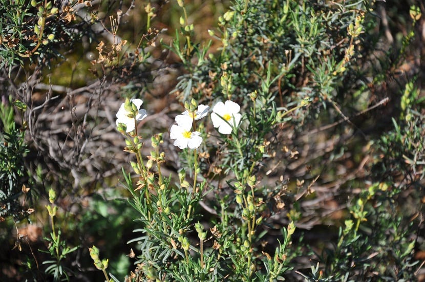tres florecillas blancas alrededor de flores que estan a punto de salir