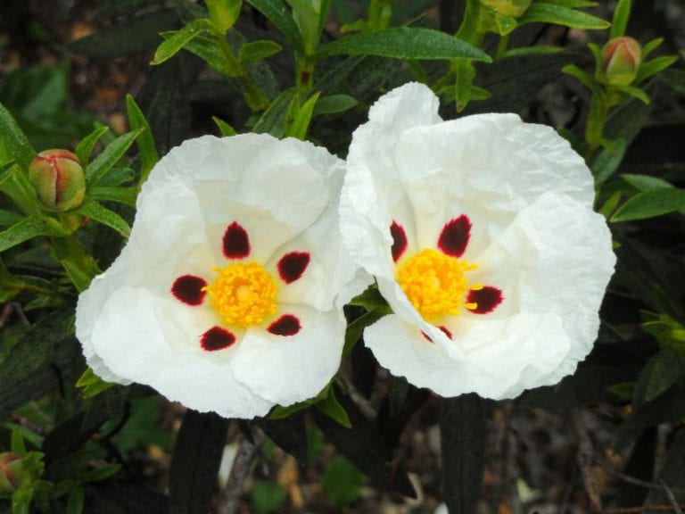 Flor blanca de Cistus ladanifer con la mancha oscura en la base de los pétalos