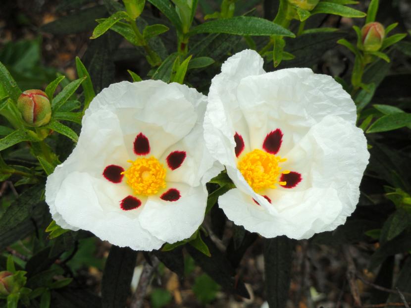 Cistus ladanifer