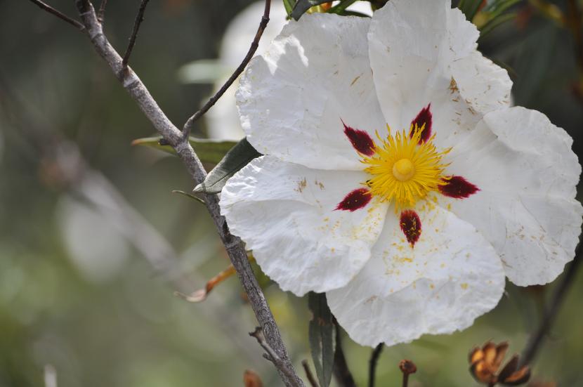 Jara (Cistus): cultivo, poda y cuidados en maceta y jardín