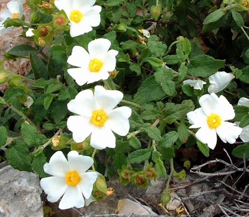 Jara (Cistus): cultivo, poda y suelo adecuado