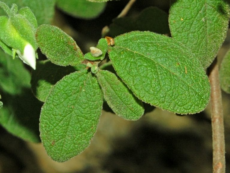 Hojas rugosas de Cistus salviifolius, el jaguarzo morisco