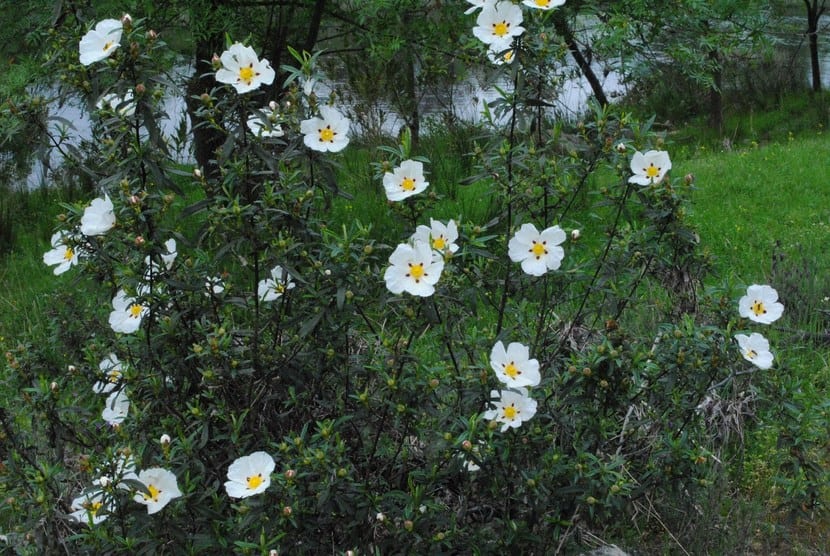 Cistus salviifolius