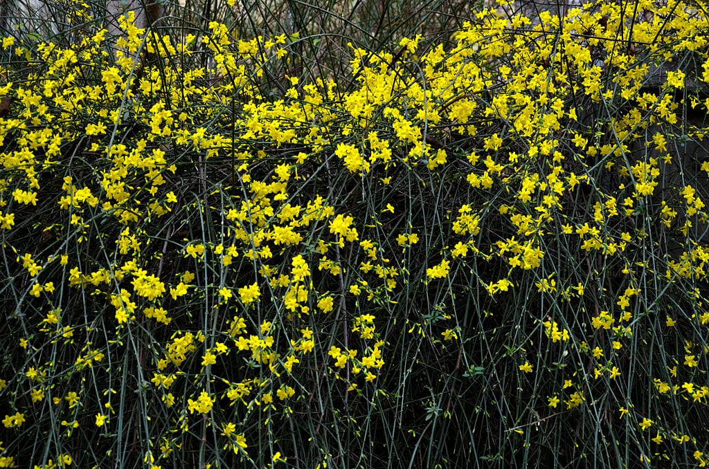 Jazmín de invierno: cultivo, poda y floración en enero