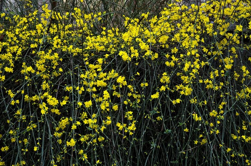 El Jasminum nudiflorum es un arbusto fácil de cuidar