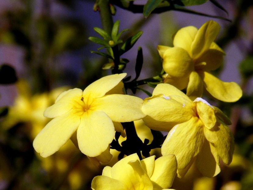 El jazmín de invierno florece en primavera e invierno