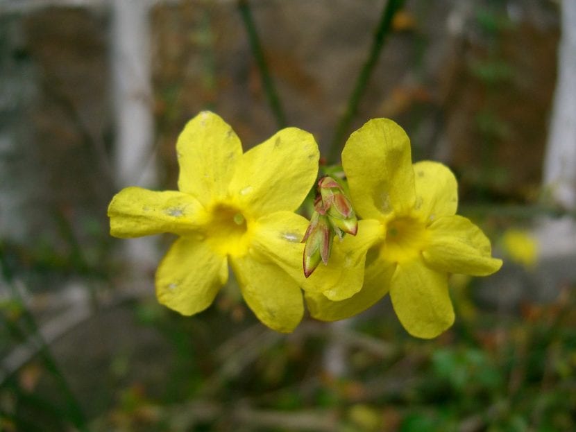 Vista del Jazmín amarillo