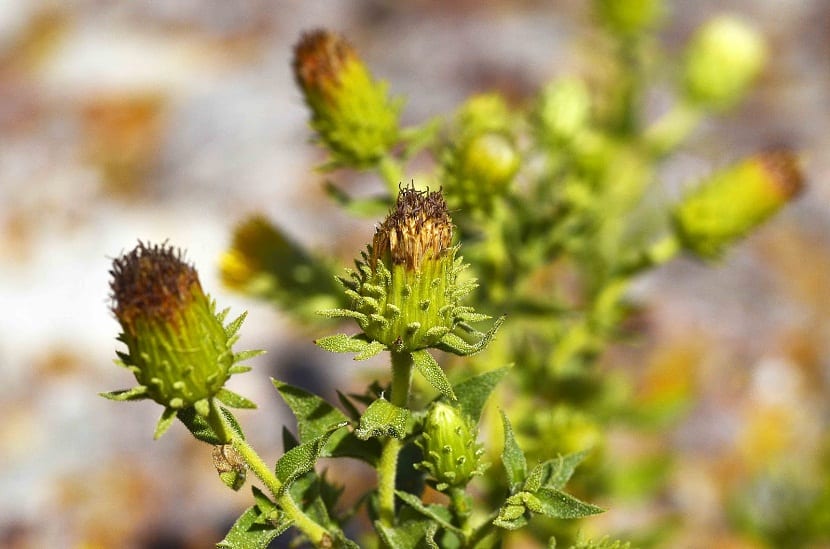 flores de planta medicinal que crecen en als rocas