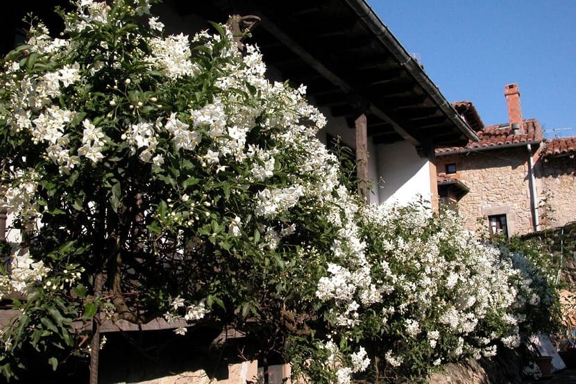 Falso jazmín (Solanum laxum): cultivo, poda y cuidados