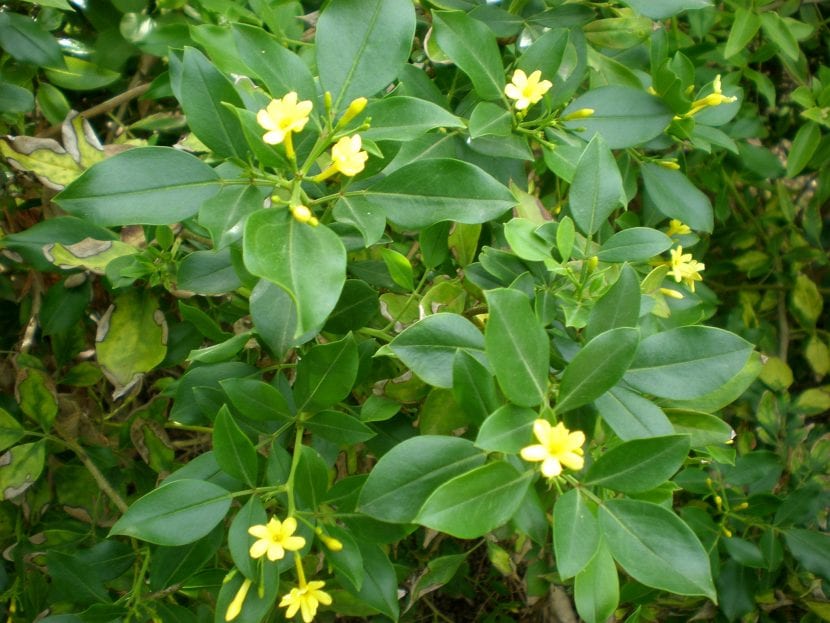 Jasminum odoratissimum