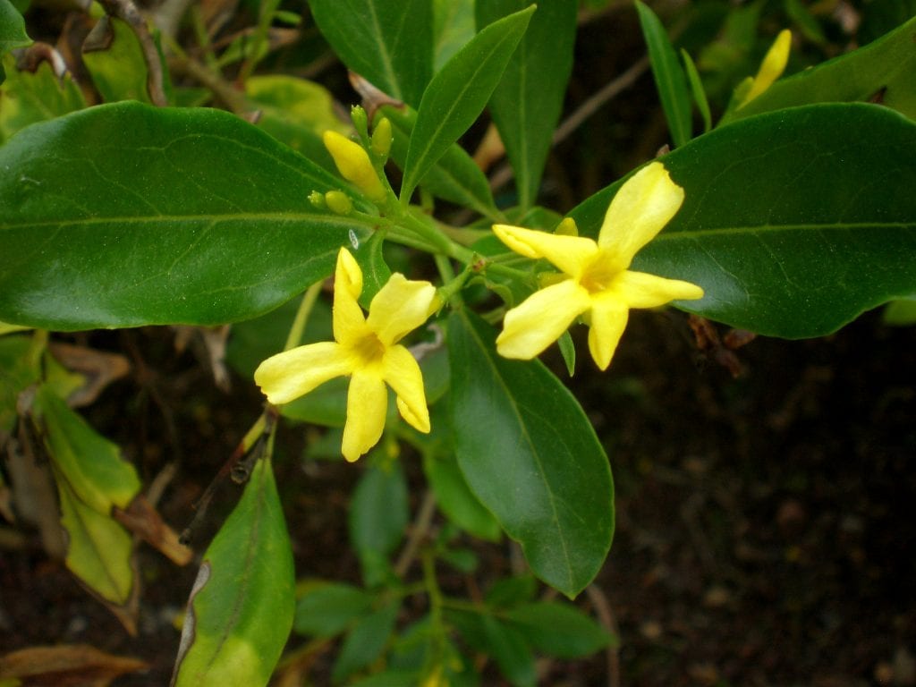 Jazmín oloroso: cultivo, poda y resistencia al frío