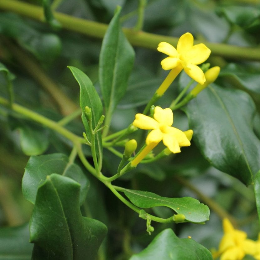 Flores de Jasminum odoratissimum