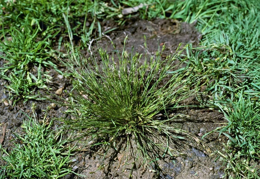 Juncus bufonius: identificar y controlar el junco de sapo