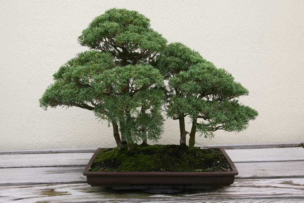 El Juniperus chinensis se puede trabajar como bonsai
