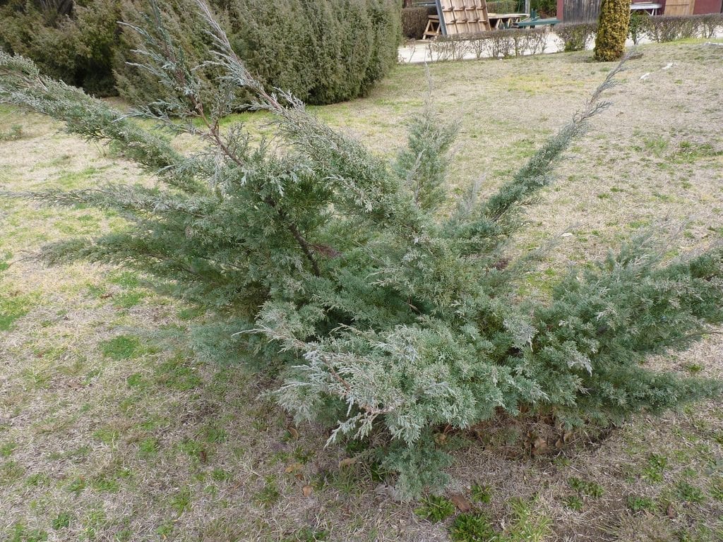 Vista del Juniperus chinensis