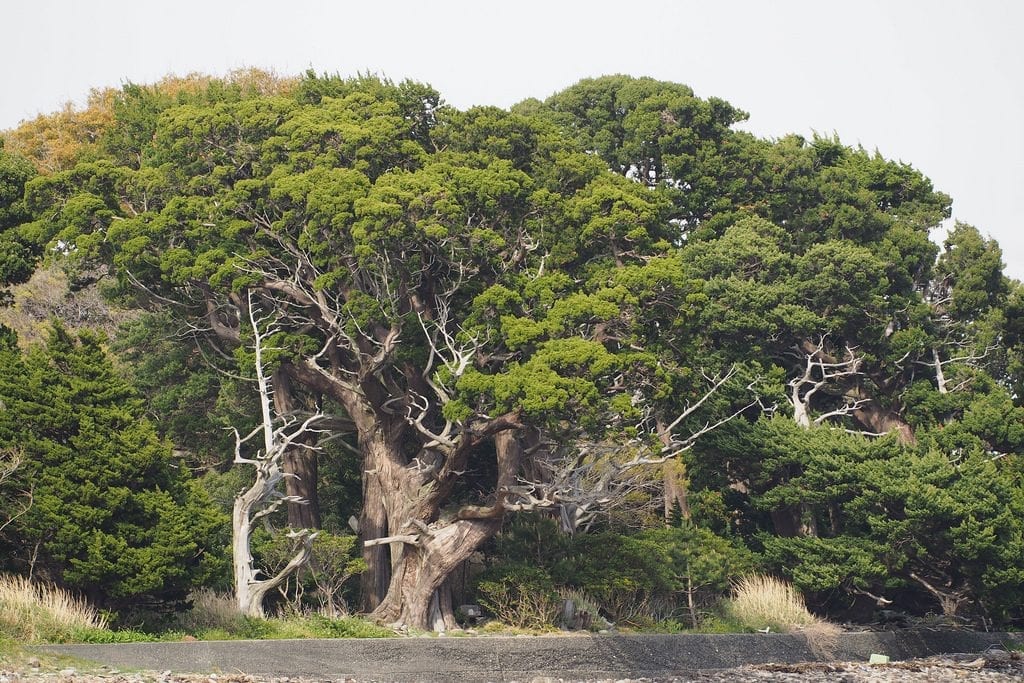 El Juniperus chinensis es una conífera imponente