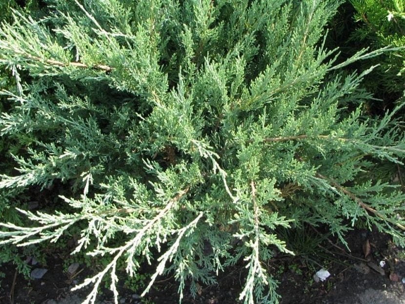 Las hojas del Juniperus chinensis