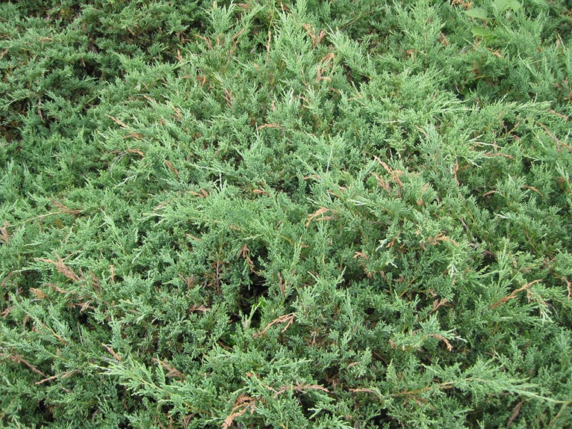 Hojas de Juniperus horizontalis
