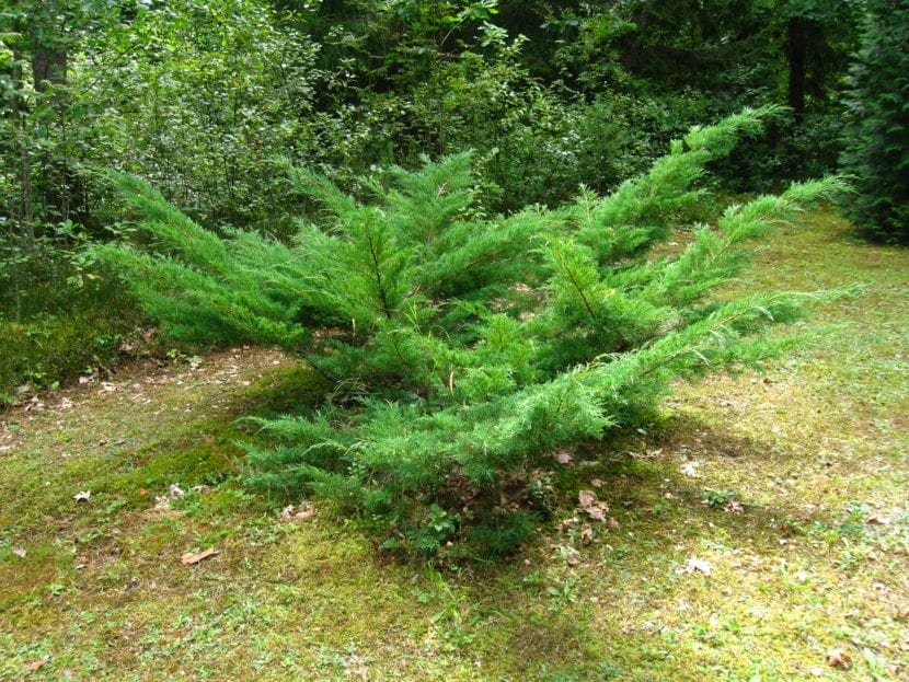 Juniperus horizontalis plumosa