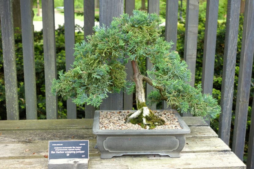 Bonsái de Juniperus horizontalis