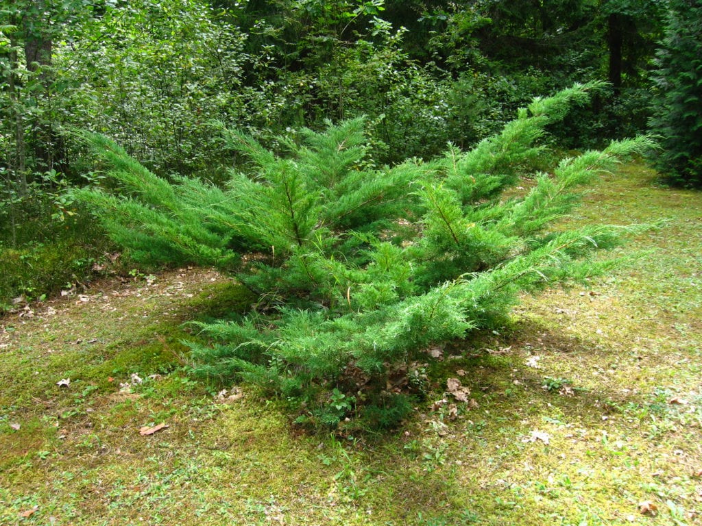 Juniperus horizontalis: guía de cultivo del enebro rastrero