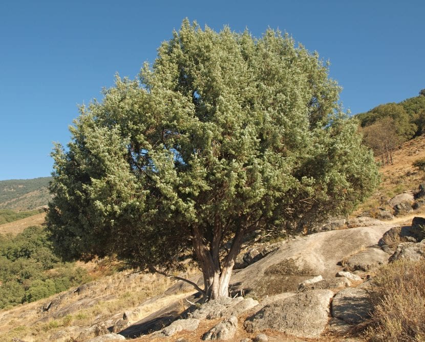 Ejemplar adulto de Juniperus oxycedrus