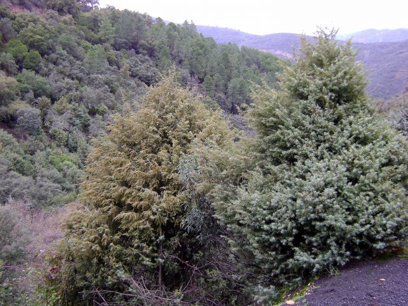 Juniperus oxycedrus habita en terrenos montañosos