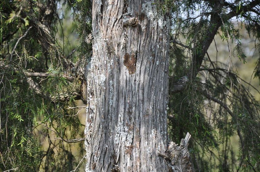 Preciosa imagen del tronco del Juniperus oxycedrus