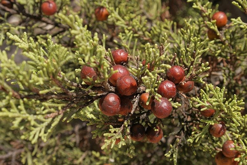 Los frutos del Juniperus phoenicea son rojos