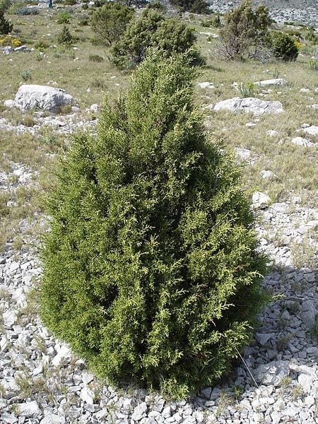 El Juniperus phoenicea es una conífera muy resistente