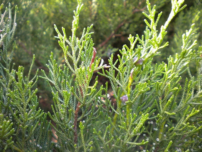 Las hojas del Juniperus phoenicea son perennes