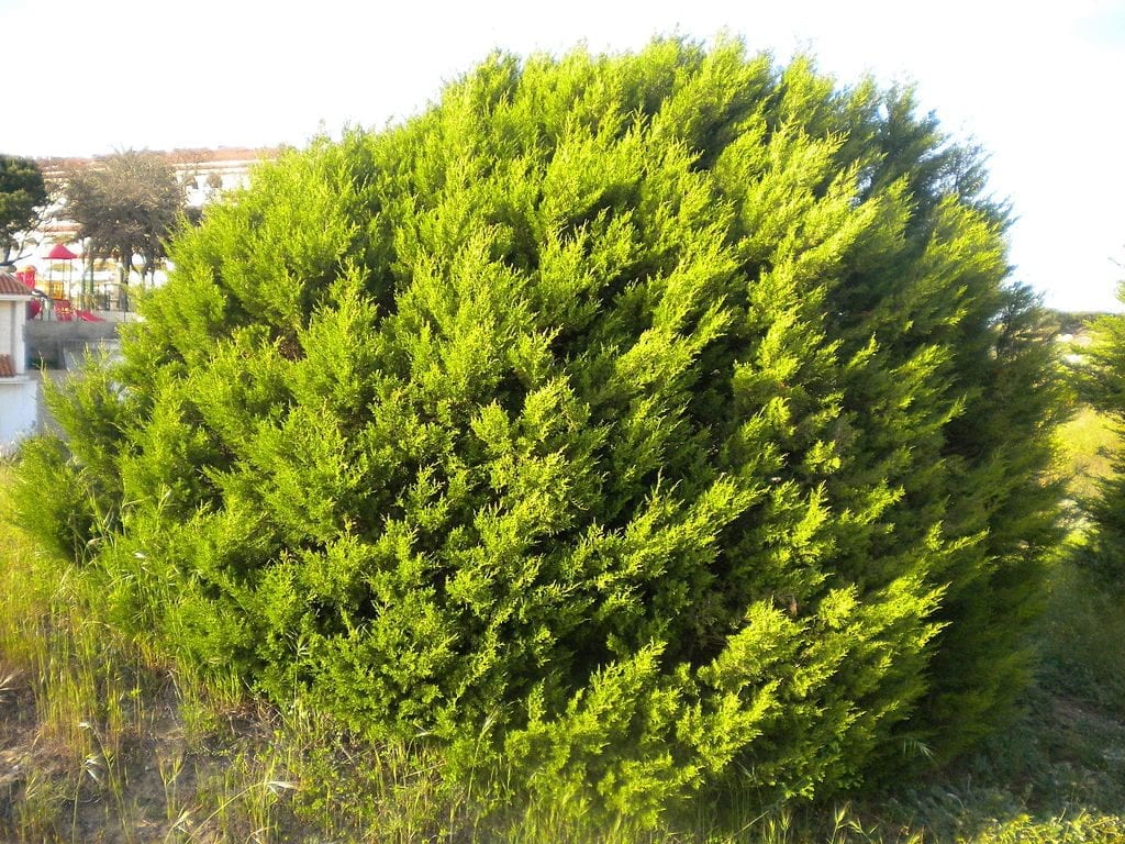 Vista del Juniperus phoenicea
