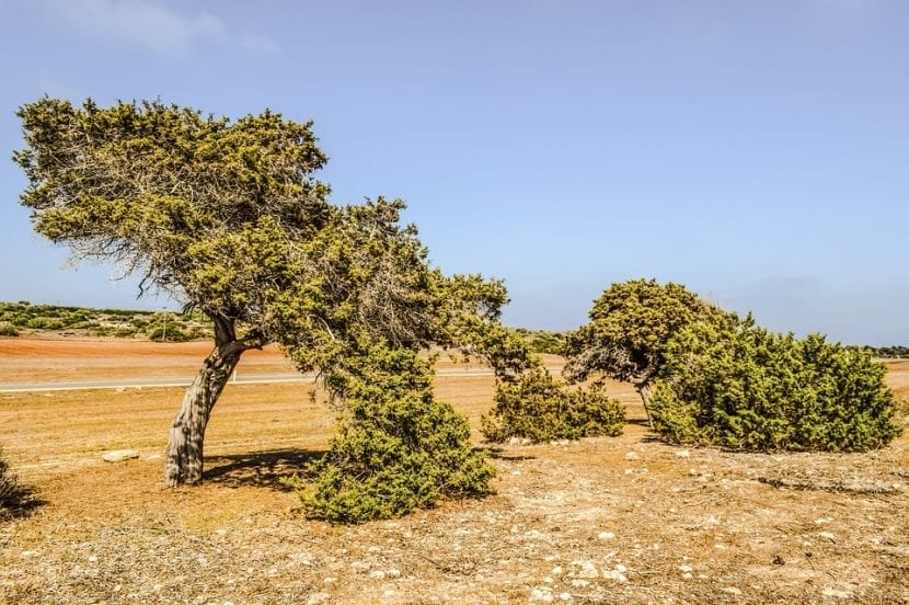 Vista del Juniperus phoenicea en hábitat