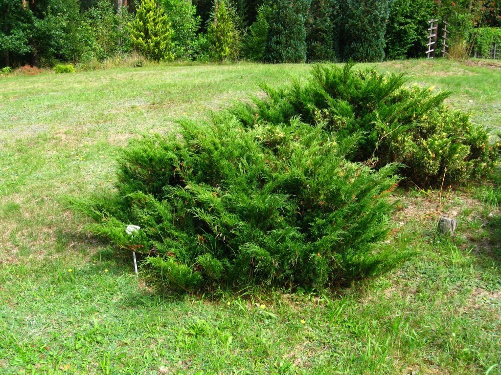Juniperus sabina: cultivo, poda y toxicidad de la sabina rastrera